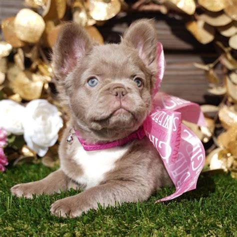 For example lilac french bulldog puppies that are also fluffy would cost more than non fluffy by around 30. . Fluffy frenchie for sale